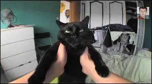 Quel youtuber fançais n'a pas de chat ?