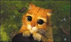Dans Shrek, quel est le nom de ce chat ?