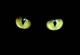 Les chats peuvent voir dans le noir. On dit qu'ils sont...