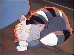 Où apparaît ce chat ?