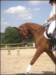 Comment changer d'allure au galop ?