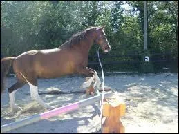 Comment conserver l'allure à l'abord d'un cavaletti ?