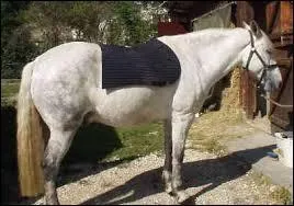 Quels sont les instruments du pansage complet ?