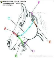 Comment se nomment les parties F, C, D et B ?