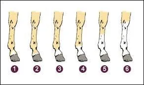 Comment se nomment les balzanes 4, 5, 6 ?