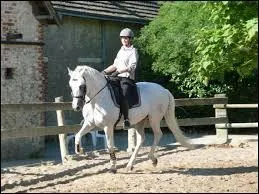 Comment changer d'allure au trot ?