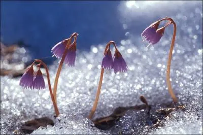 Elle fleurit au moment de la fonte des neiges. C'est la ravissante et délicate -------------.