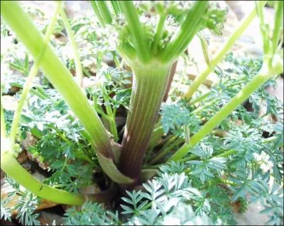 On lui donne communément le nom de persil des Pyrénées. C'est une espèce endémique. Que signifie ce mot ?