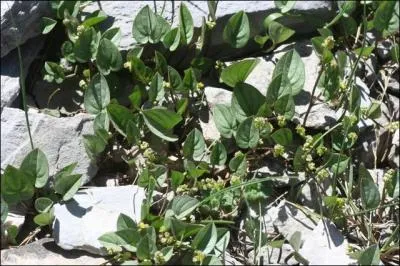 Cette espèce est protégée. Il s'agit d'une vivace se trouvant dans les éboulis, et elle se nomme -----------.