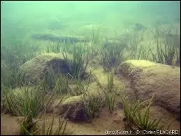 Son aspect est insignifiant, mais son genre comprend cependant 15 espèces. 
Quel est le milieu naturel de l'Isoetes brochonii ?