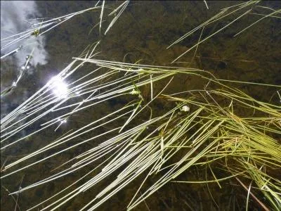 Cette plante aquatique est une espèce des mares et aussi des ruisseaux lents d'altitude.
Quel nom commun porte-t-il ?