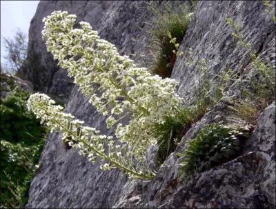 Une plante splendide avec des inflorescences blanches sur une hampe dépassant 50 centimètres, -----------.