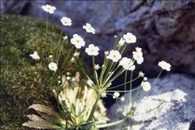 Voilà une plante alpine dont vous trouverez la famille si vous regardez bien les fleurs.