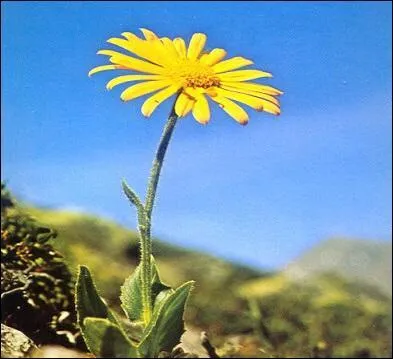 Quel est le nom de cette jolie fleur jaune dont le diamètre peut dépasser 70 millimètres ?