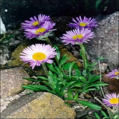Cette belle plante pousse dans les rocailles à haute altitude. Quel est son nom ?