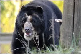 Parmi ces espèces d'ours, laquelle n'existe pas ?