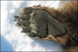 A quoi correspond l'aliment sucré appelé "patte d'ours" ?