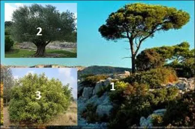 Que trouverons-nous &agrave; l'&eacute;tage collin&eacute;en pour peu que nous soyons sous influence m&eacute;diterran&eacute;enne chaude ?