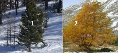 Ces plantes fleuries s'imbriquent avec des --------- et des ---------.