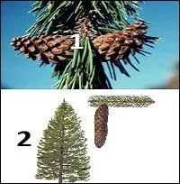 Quels sont ces arbres que l'on trouve au niveau de l'&eacute;tage subalpin inf&eacute;rieur ?