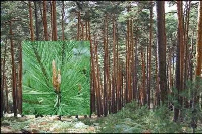 Quel est ce r&eacute;sineux faisant la liaison entre le niveau subalpin inf&eacute;rieur et l'&eacute;tage montagnard en zone m&eacute;ridionale ?