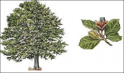 Comment appelle-t-on cet arbre qui caract&eacute;rise le niveau montagnard mais qui peut s'associer diversement avec des r&eacute;sineux ?