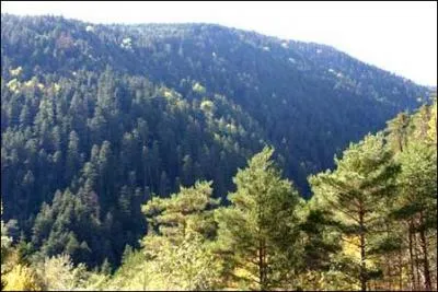 Quels sont ces r&eacute;sineux avec lesquels peut s'associer le feuillu pr&eacute;c&eacute;dent au niveau montagnard ?