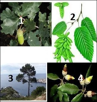 Nous passons &agrave; l'&eacute;tage collin&eacute;en, au-dessous de 800 m&egrave;tres selon le versant.Retrouvez les essences d'arbres caract&eacute;ristiques.