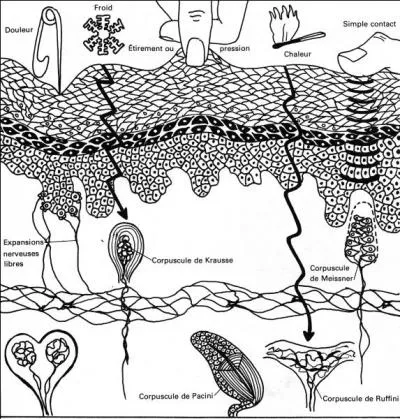 La figure ci-contre permet de mettre en évidence ...