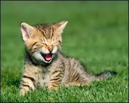 Quels sont les états principaux du chat ? (plusieurs réponses possibles)