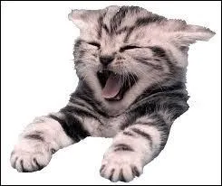 En 2010, quelle était la lettre pour donner un nom aux chats ?