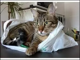 Quand les chats se font stériliser, qu'ont-ils sur les flancs ?