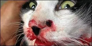 Que ne faut-il pas faire avec les chats ? (plusieurs réponses possibles)