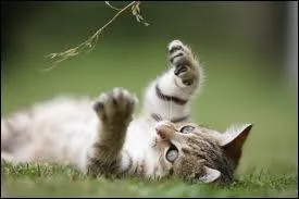 Qu'adorent-ils faire ?