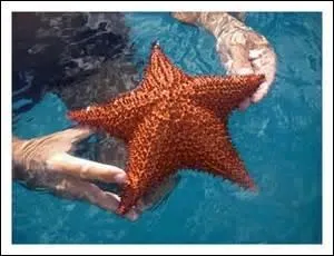 Combien de familles d'étoiles de mer y a-t-il ?