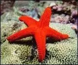 Les étoiles de mer ont-elles des épines ?