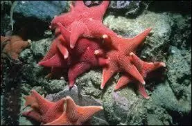 Quelle est l'espèce la plus grande ?