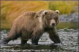 Quel ours brun, le plus gros du monde, vit en Alaska et porte le même nom qu'une île faisant partie de cet Etat ?