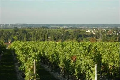 Quel cépage fournit le chinon blanc ?