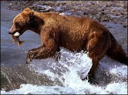 L'une de ces espèces d'ours est exclusivement carnivore. Il s'agit de :