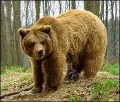 En 2006, afin de réintroduire l'ours en France, cinq spécimens en provenance d'Europe de l'Est ont été lâchés dans les Pyrénées. De quel pays provenaient-ils ?