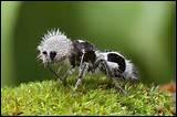 Oh, regardez cette petite fourmi : elle est trop mignonne ! Malgré tout, cette fourmi-panda cache bien des surprises... A votre avis, quelle est son arme redoutable ?