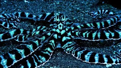 Une pieuvre mimétique a des couleurs vives comme notre chère grenouille mais elle n'est pas venimeuse, pour vous aider les scientifiques vont ont sélectionné un nom qui indique sa particularité. Laquelle ?