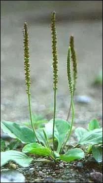 C'est la saison des sirops ! Voici celui de Germaine, pour tous et contre tout : toux, bronchites, rhumes et grippes. C'est un anti-inflammatoire naturel bourré de flavonoïdes. Avec quelle plante très commune est-il fait ?