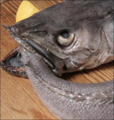 Le poisson à la sauce verte > Un grand classique : un court-bouillon, des pommes de terre bouillies, une sauce verte. Et c'est presque meilleur froid, le lendemain (s'il en reste ! ). Quel est le poisson le plus couramment utilisé pour ce plat rustique ?