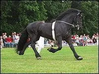 Quelle est la vitesse moyenne du trot ?