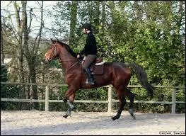 Quelles sont les deux positions du cavalier au trot ? (plusieurs réponses possibles)