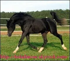 Qu'est-ce que le trot arabe ? (plusieurs réponses possibles)