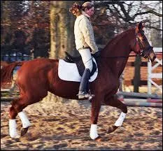 Qu'est-ce que le trot canadien ? (plusieurs réponses possibles)