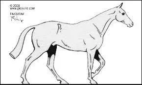 Quelle est la vitesse moyenne du pas ?